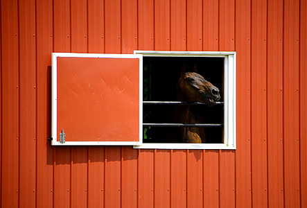 brown horse inside orange wooden container thumbnail