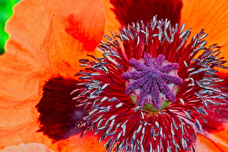 orange and red poppy in bloom closeup photography thumbnail