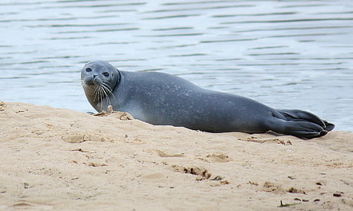 sea lion on seashore thumbnail