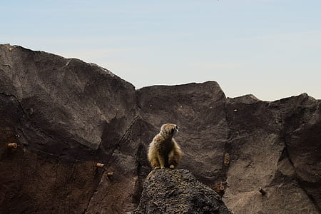 Brown Lemur on Rocky Mountain thumbnail