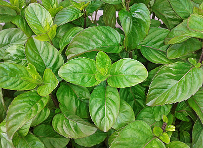 green leaves thumbnail