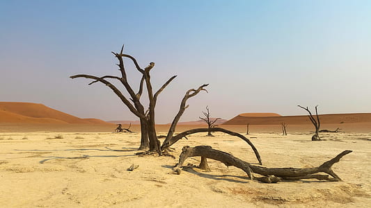 photo of brown bare tree on desert during daytime thumbnail