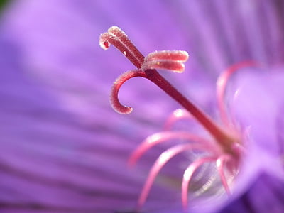 purple petaled flower in macro photography thumbnail
