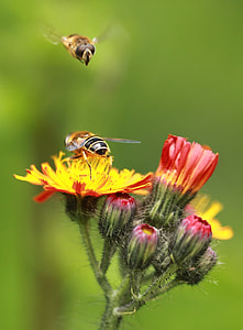 close up photo of two Rover Flies and red-and-yellow petaled flowers thumbnail