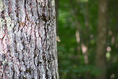 Grey Squirrel on the Tree during Daytime thumbnail