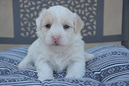 white puppy lying on blue and white aztec textile close-up photo thumbnail