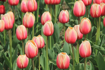 close-up photo of red tulips thumbnail