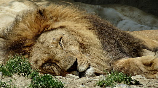 male lion sleeping on ground thumbnail
