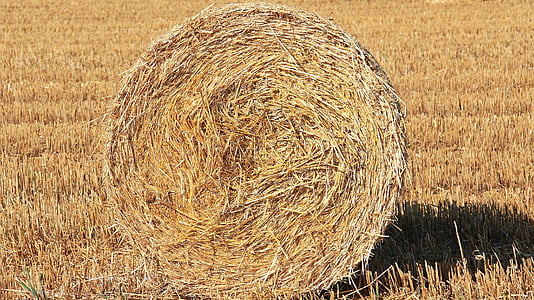 photo of brown hay during daytime thumbnail