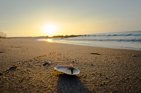 shell on beach shore thumbnail