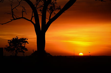 tree silhouette during sunset thumbnail