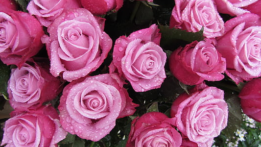 close-up photography of pink roses thumbnail