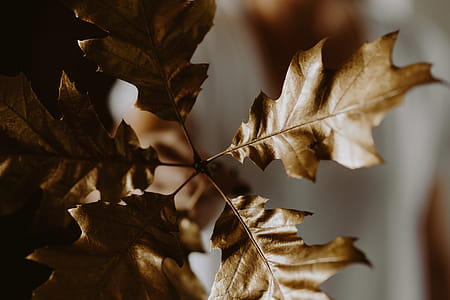 Red apples and golden oak leaves thumbnail