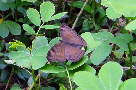 Common Baron, Butterfly thumbnail