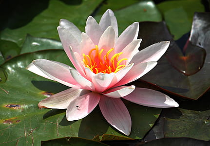 water lily, pink, aquatic plant, pink water lily, blossom, bloom thumbnail