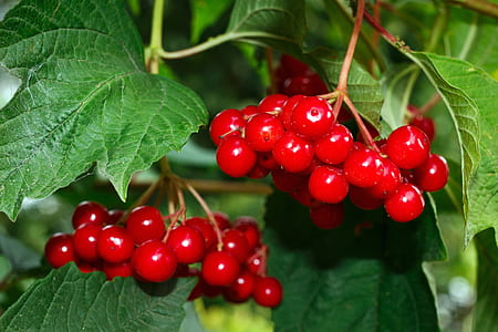 closeup photo of red cherries thumbnail