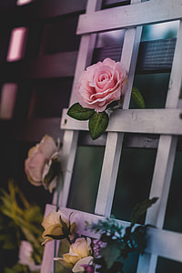 pink and white roses on white wooden frame thumbnail