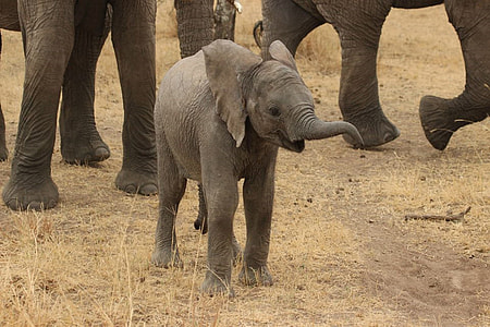young elephant during daytime thumbnail
