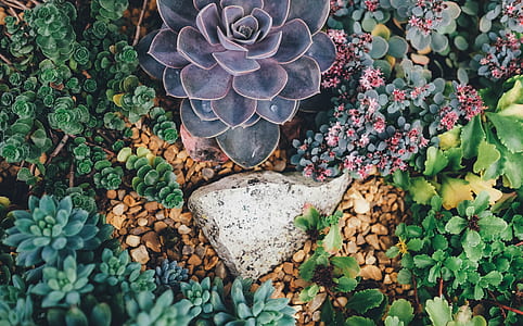 green succulent thumbnail