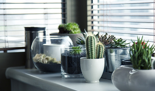 green succulent plants and cacti in pots thumbnail