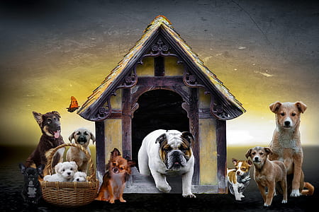 pack of dog illustration thumbnail