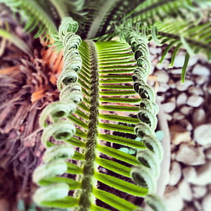 photo of green fern plant thumbnail