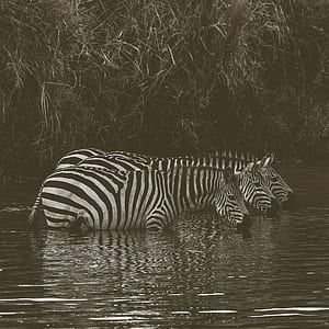 three zebras drinking in body of water thumbnail