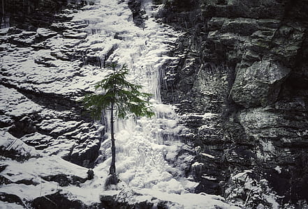 green tree on snowy mountain aerial photography thumbnail