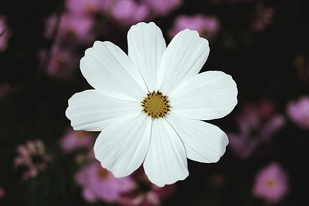 macro photography of white 8-petaled flower thumbnail