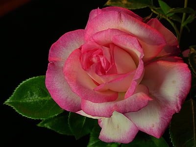 pink rose photo thumbnail