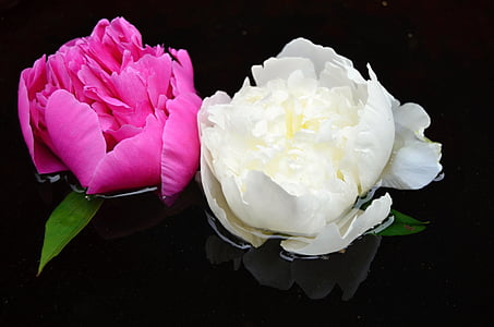 two pink and white roses floating on water thumbnail