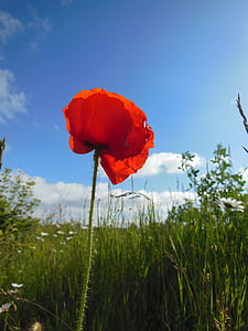 red poppy closeup photography at daytime thumbnail