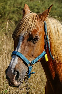 close-up photography of brown horse thumbnail