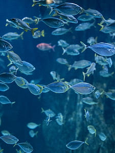 school of silver fishes thumbnail