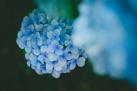 shallow focus of blue flowers thumbnail