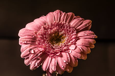 pink gerbera daisy flower in close up photography thumbnail