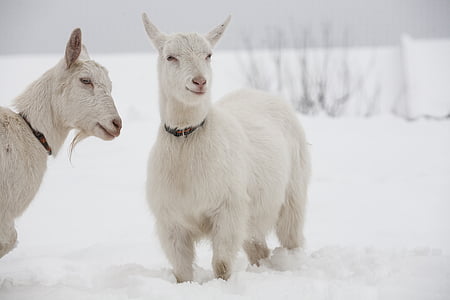 two white goats on ice graphic wallpaper thumbnail