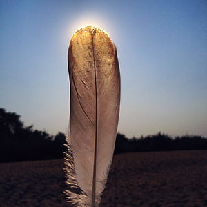 gray feather thumbnail