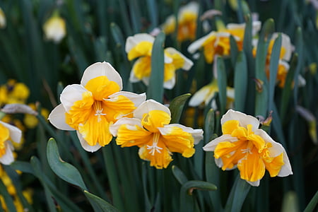 selective focus photo of white and yellow petaled flowers thumbnail