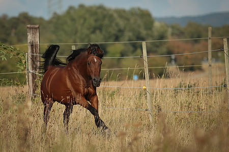 brown horse running on green grass thumbnail