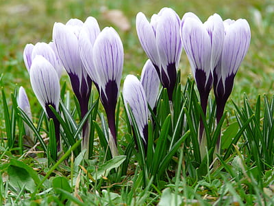 white-and-purple flowers thumbnail