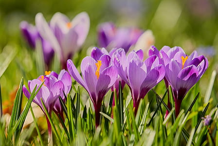 purple flowers thumbnail