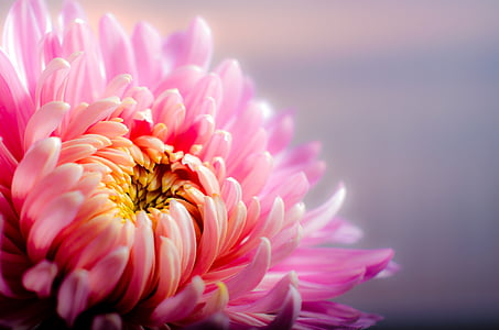 pink chrysanthemum flower in closeup photography thumbnail