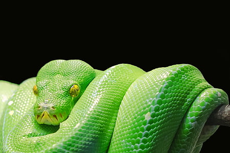 green snake thumbnail