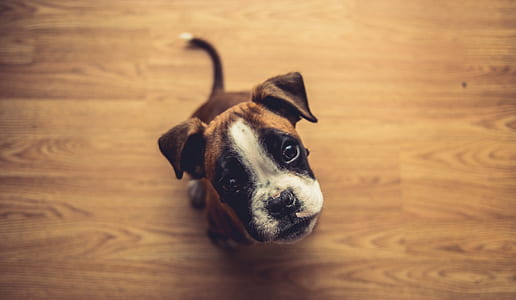 brown and white boxer puppy thumbnail