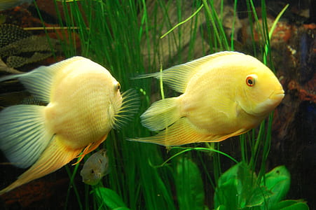 two yellow fish thumbnail
