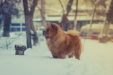 brown chow chow dog on snow thumbnail