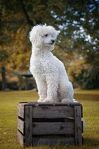 selective focus photography white poodle standing on wooden crate on grass field thumbnail