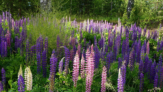 purple and pink flower field thumbnail