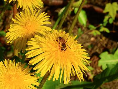 close up photography of yellow florwers thumbnail